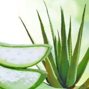 medium-de-ce-este-aloe-vera-o-planta-benefica-pielii-tale