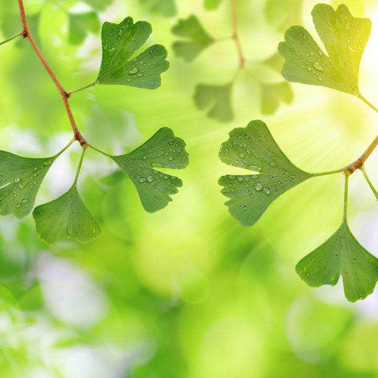 ginkgo_biloba_1